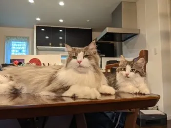 おどきち 様のお迎えした子猫