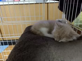 N.S 様のお迎えした子猫