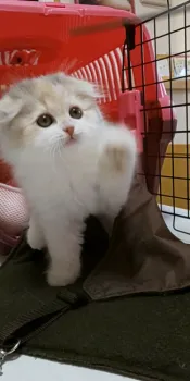 オカソン 様のお迎えした子猫