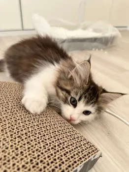 はっぴー 様のお迎えした子猫