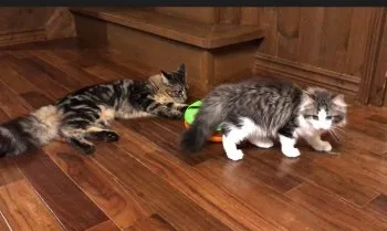 ねこマンマ 様のお迎えした子猫