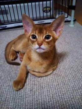 souko 様のお迎えした子猫