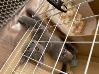 T.M 様のお迎えした子猫