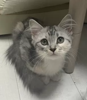 matin 様のお迎えした子猫