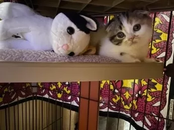 koko 様のお迎えした子猫