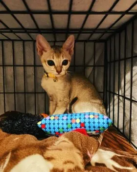 K.N 様のお迎えした子猫