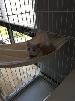 アイコ 様のお迎えした子猫