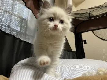 ねこみ 様のお迎えした子猫