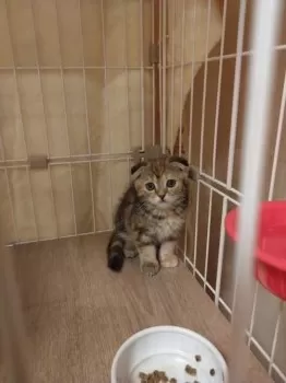 H.N 様のお迎えした子猫