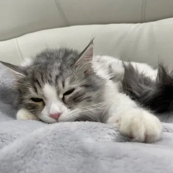あちゃん 様のお迎えした子猫