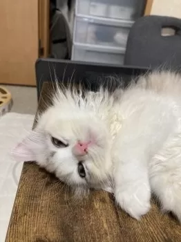 とら 様のお迎えした子猫