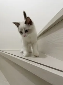 maki 様のお迎えした子猫