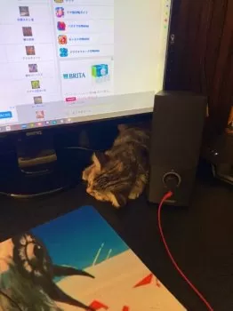 かぐらしずめ 様のお迎えした子猫