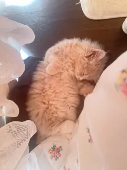 笛 様のお迎えした子猫