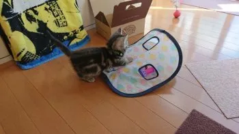 きなこ 様のお迎えした子猫