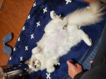 キムチ 様のお迎えした子猫