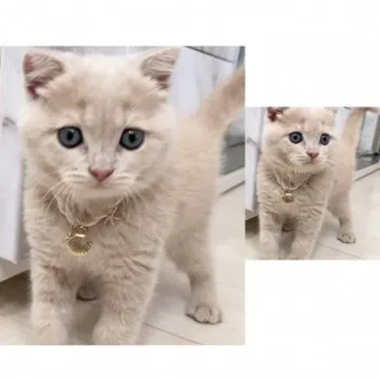 E.K 様のお迎えした子猫