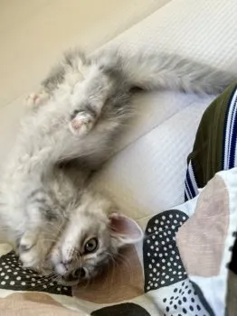 A.I 様のお迎えした子猫