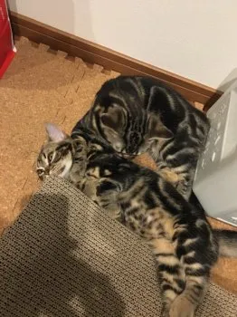 WR 様のお迎えした子猫