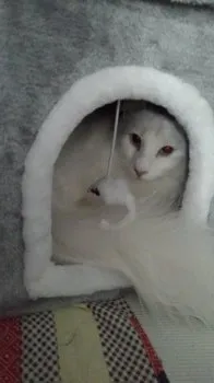 しろしろ 様のお迎えした子猫