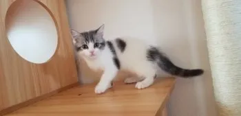 ぽてこ 様のお迎えした子猫