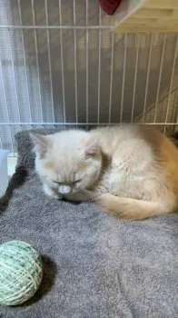 SK 様のお迎えした子猫