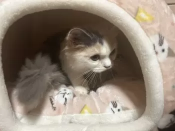 K.O 様のお迎えした子猫