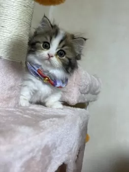 はっちゃん 様のお迎えした子猫