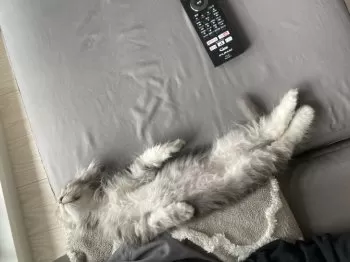 とっつ 様のお迎えした子猫