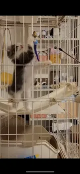 きぃ 様のお迎えした子猫