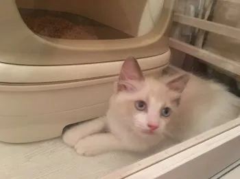 かな 様のお迎えした子猫