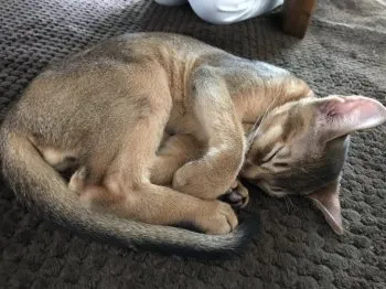 yasuochildren 様のお迎えした子猫