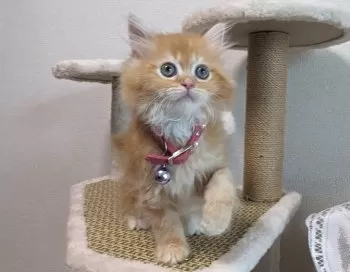 ようこ 様のお迎えした子猫