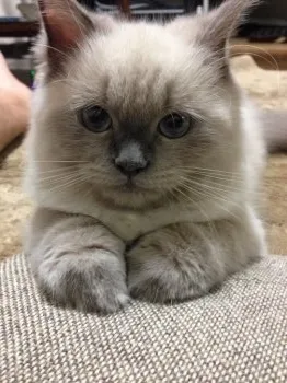 オオシマ 様のお迎えした子猫