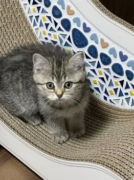 花珊瑚 様のお迎えした子猫