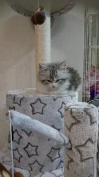 mi-yu 様のお迎えした子猫