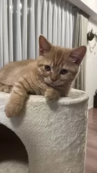 M.Y 様のお迎えした子猫