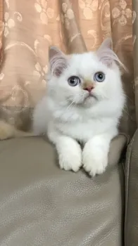 Bianco 様のお迎えした子猫