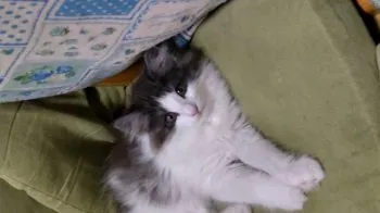 こみくり 様のお迎えした子猫
