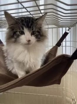 J.M 様のお迎えした子猫