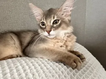 つばき 様のお迎えした子猫