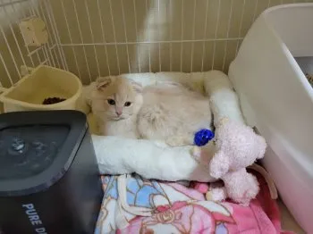 ハッピー 様のお迎えした子猫