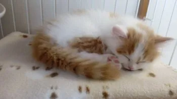 K.T 様のお迎えした子猫