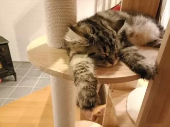 M.Ｉ 様のお迎えした子猫