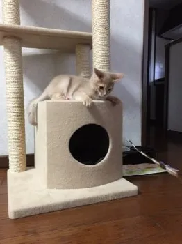 響くん 様のお迎えした子猫