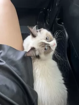 ととちゃん 様のお迎えした子猫