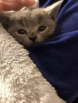 おいもちゃん1号 様のお迎えした子猫