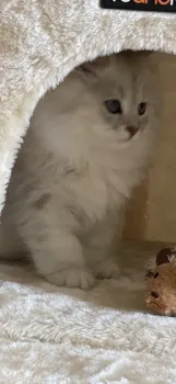 マルコ 様のお迎えした子猫