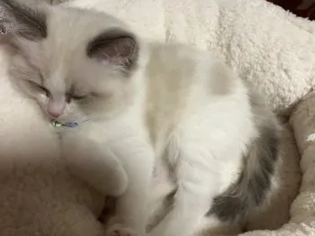 怜 様のお迎えした子猫
