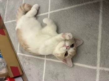 M 様のお迎えした子猫